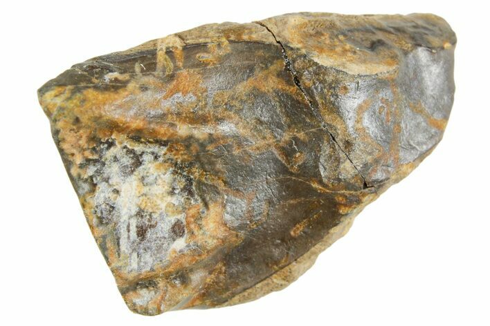 Fossil Triceratops Shed Tooth - Wyoming #364364